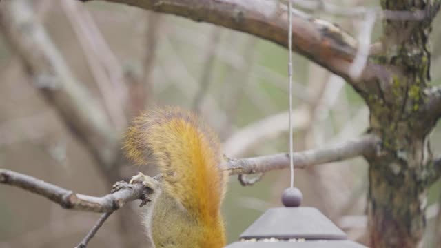 美洲红松鼠吃视频素材