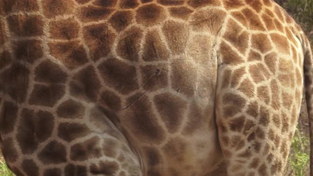 非洲-长颈鹿的图案视频下载