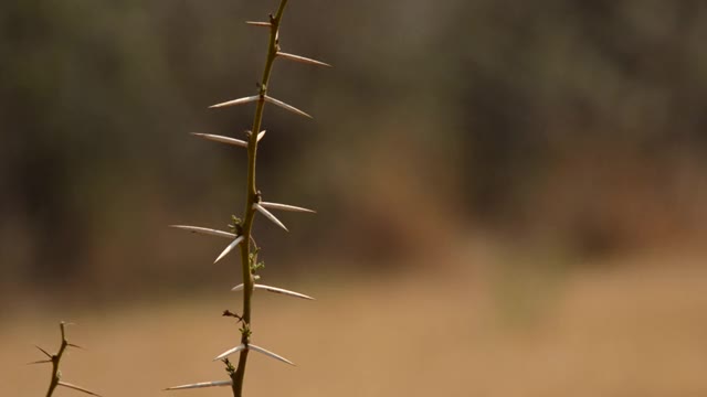 非洲-有刺的植物茎视频下载
