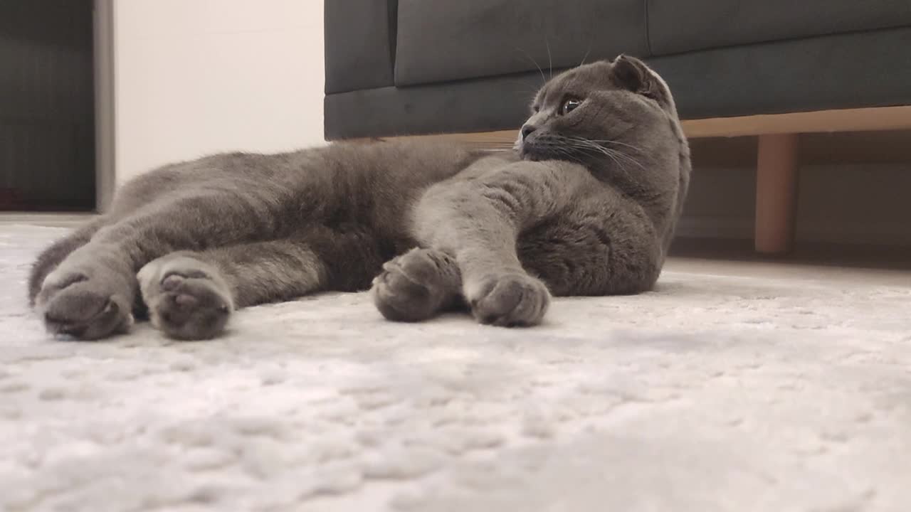 苏格兰折耳猫躺着视频素材