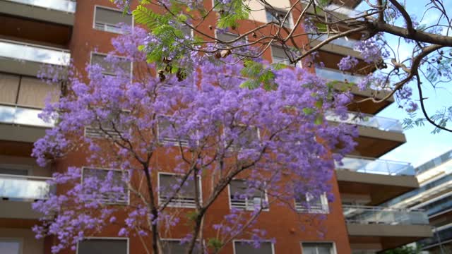 美丽的蓝花楹树在布宜诺斯艾利斯视频下载