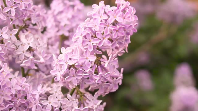 特写盛开的娇嫩的紫丁香，花紫粉色的枝丁香灌木在春天视频素材