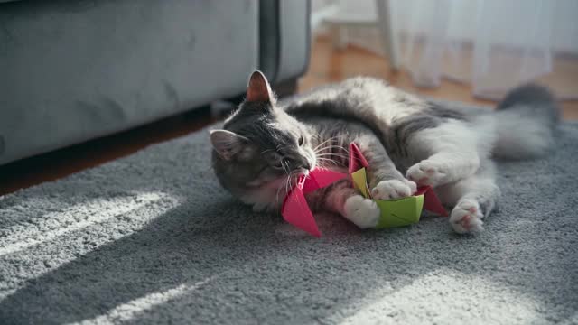 一只可爱的毛茸茸的灰猫在客厅的地毯上玩玩具。视频素材