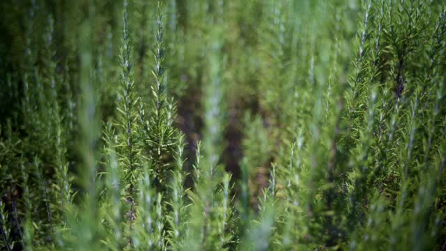 摄影:多年生，新鲜的迷迭香绿色草本植物生长在花园和室外。景深4 k 2160便士,视频下载