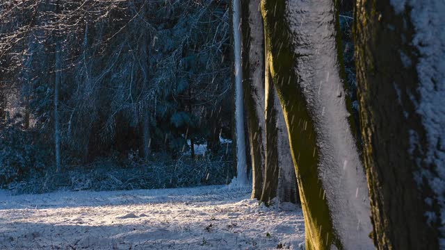 大雪落在阳光照耀下的林地上视频素材