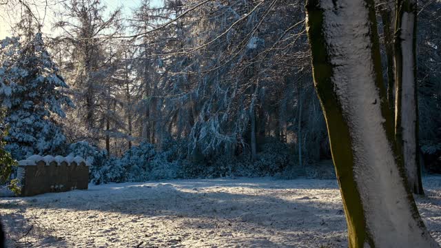 阳光下的雪花落在白雪覆盖的林地上的景象视频素材