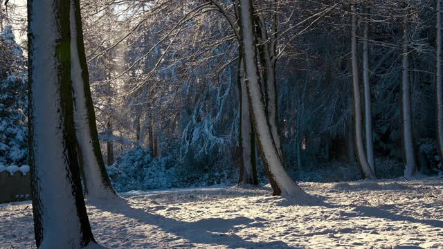 阳光下覆盖着积雪的林地，飘落着雪花视频素材
