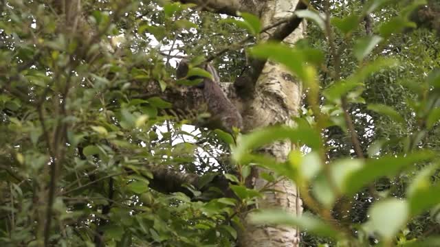 松鼠在树视频素材