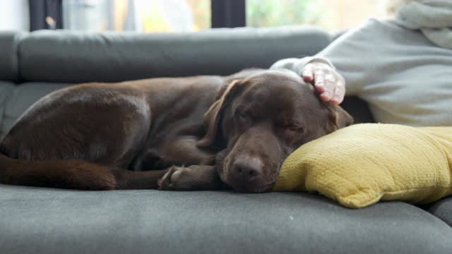 一只巧克力色的拉布拉多犬在沙发上睡着了，她的主人抚摸着她的耳朵视频素材