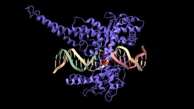 人类DNA拓扑异构酶I(紫色)与吲哚咔唑SA315F(红色)的复合物和与DNA双相共价复合物视频下载