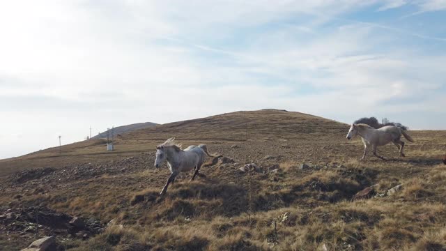 野马在山上奔跑视频素材