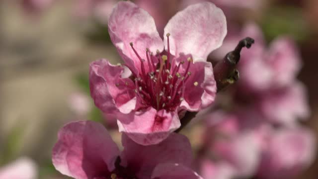 粉红色的桃花视频素材