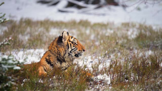 雌西伯利亚虎躺在冰冻的草地上的肖像。视频素材