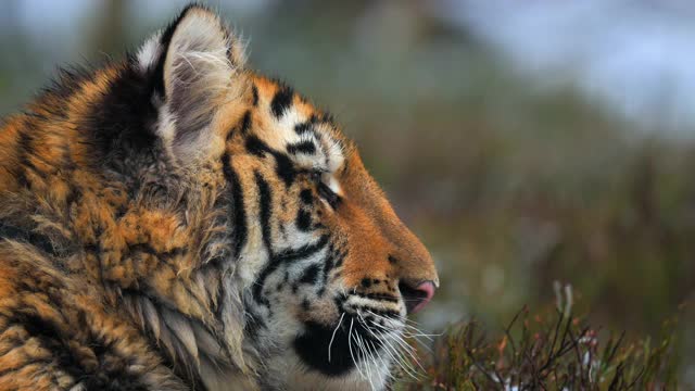 雌西伯利亚虎躺在冰冻的草地上的肖像。视频素材