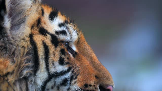雌西伯利亚虎躺在冰冻的草地上的肖像。视频下载