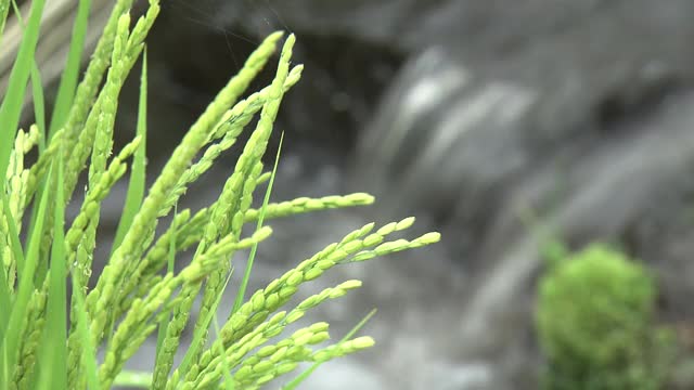 CU，绿色稻穗和泉水，山梨县，日本视频下载