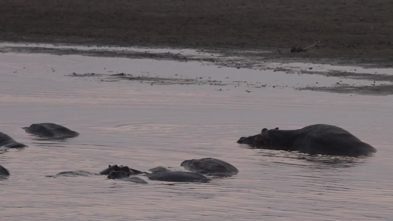 非洲-河马在水里休息视频素材