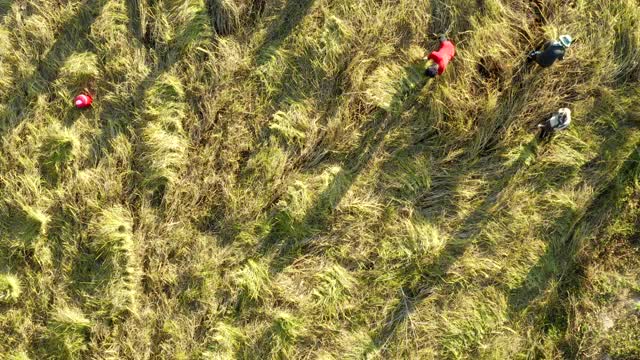 水稻收获鸟瞰图视频素材