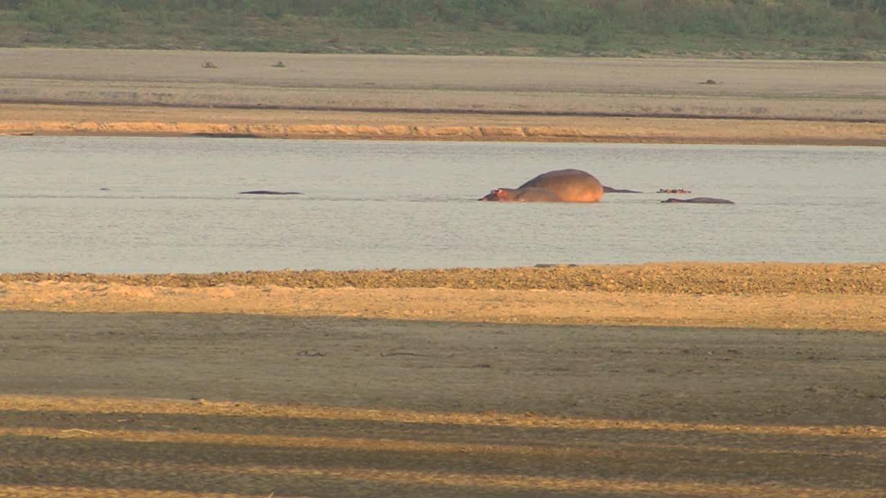 非洲-河马在水里视频素材