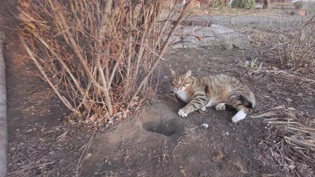 饥饿的猫正在寻找食物在城市附近的房子，流浪猫家庭视频素材