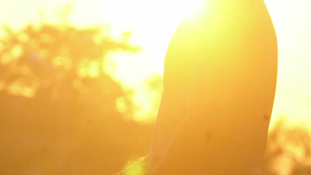 一个足球运动员在日落时戴上他的头盔视频下载