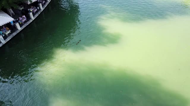 一群鸭子在城市公园的池塘里游泳视频素材