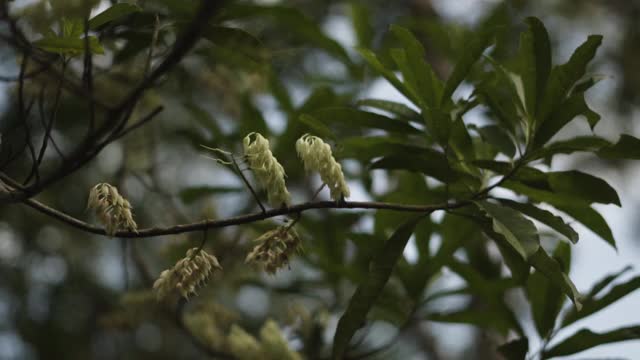 印尼杰妮树的种子视频素材
