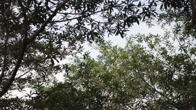 印尼Jenitri树视频素材