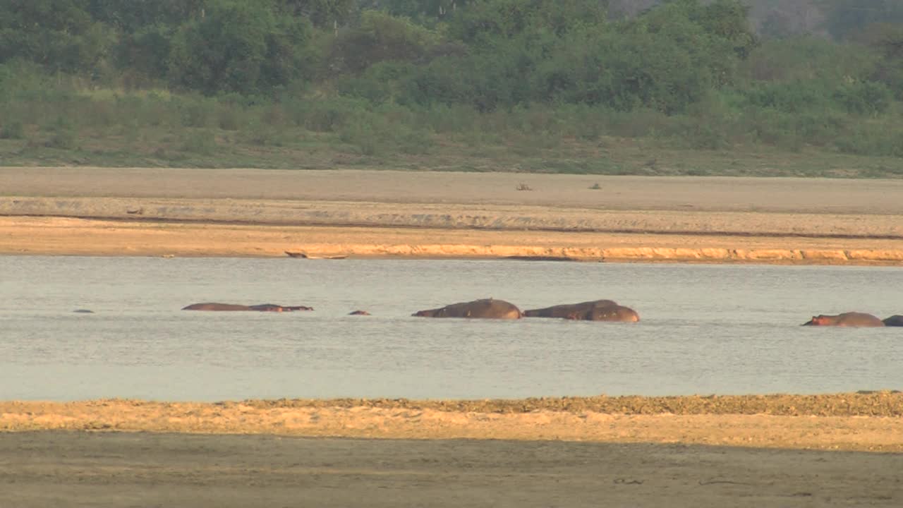 非洲-河马在水里视频素材