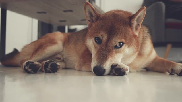 日本柴犬:在客厅打盹视频下载