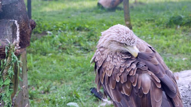 老鹰在松林中寻找猎物。白翅鹰头特写。吃完休息视频素材