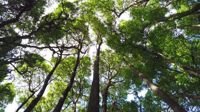 森林中风景优美的树木的顶视图。树冠与明亮的下午阳光和射线。抬头看树视频素材
