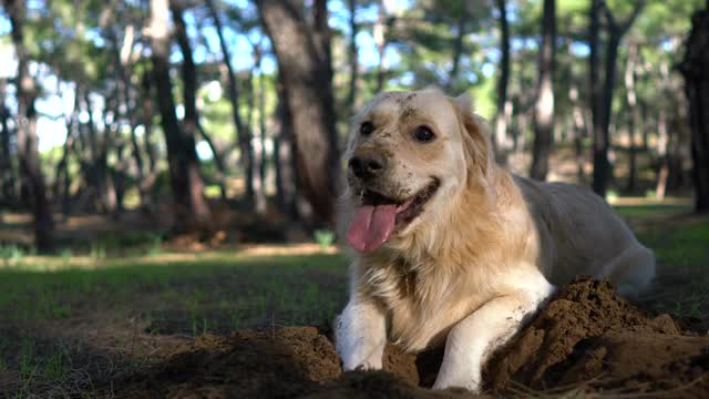 快乐的狗在春天的森林里的沙子里挖了个洞。视频下载