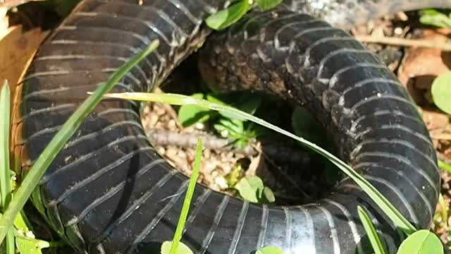 蝰蛇是属的一种毒蛇视频素材