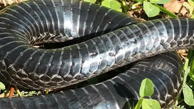 蝰蛇是属的一种毒蛇视频素材