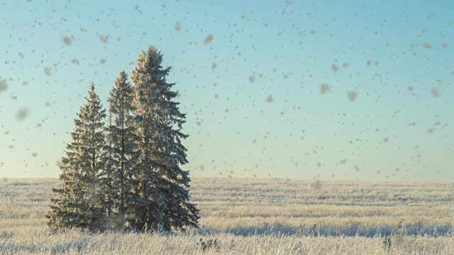 冬季景色在田野上有三棵白雪覆盖的冷杉树，雪花美丽，天气晴朗。Cinemagraf，视频循环视频素材