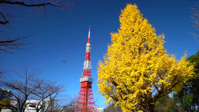 银杏树与东京塔视频下载