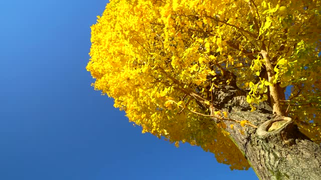 一棵银杏树的黄色叶子。视频下载