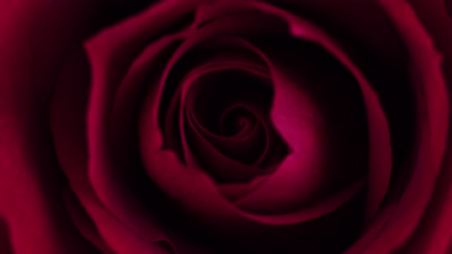微景光画上的红色玫瑰花瓣视频素材
