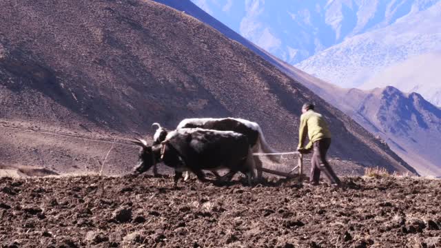 在尼泊尔喜玛拉雅山脉的Mustang省，传统上和一种叫Dzo的牦牛在稻田里耕作。视频素材