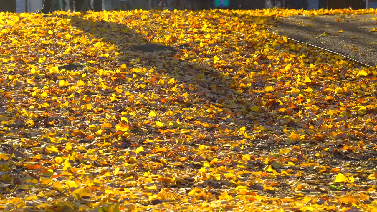 秋天的城市公园里，地上的银杏叶视频下载