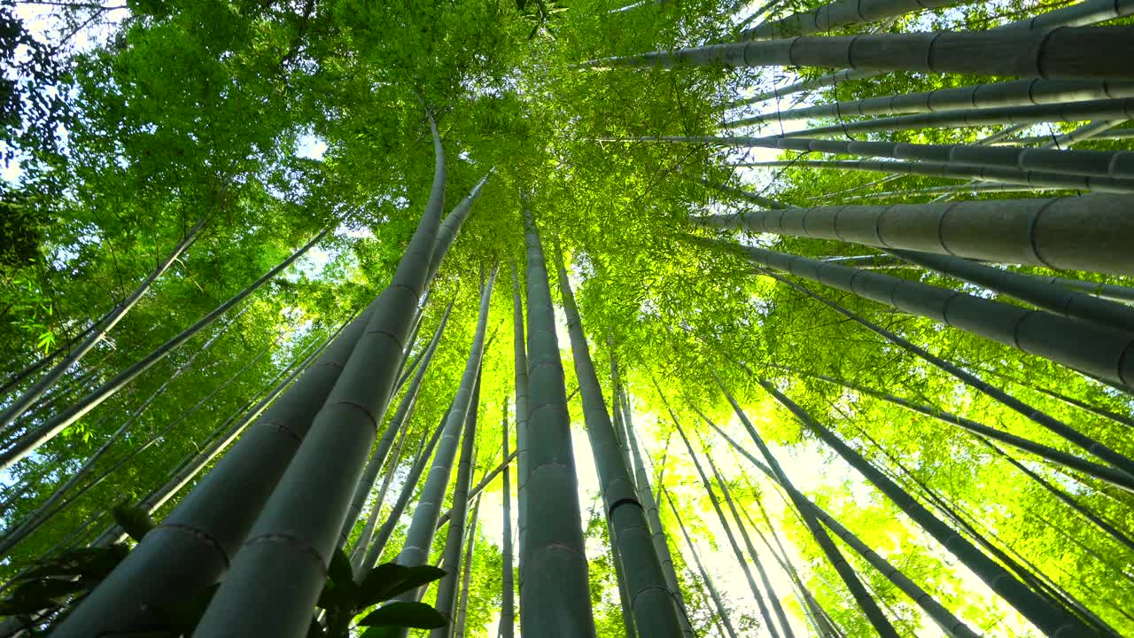 竹子生长，从下面看视频素材