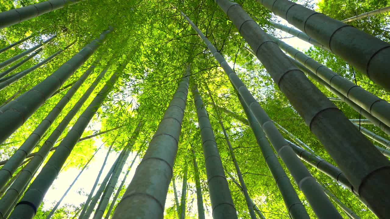竹子生长，从下面看视频素材