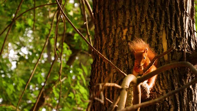 大树上的红松鼠。毛茸茸的松鼠吃坚果，啃和剥皮视频素材
