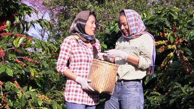 快乐的两个最好的女孩朋友女农民站在咖啡种植园的农场挤在一起。视频下载