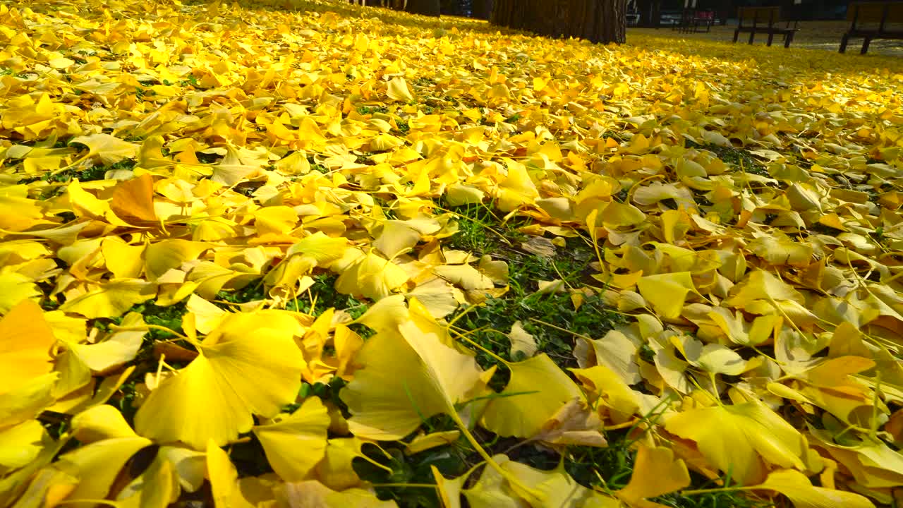 秋天的城市公园里，地上的银杏叶视频下载