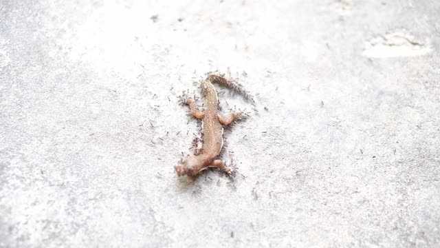 黑蚂蚁吃蜥蜴视频素材