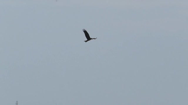 黑耳风筝在天空中飞翔，慢镜头。视频素材