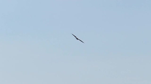 黑耳风筝在天空中飞翔，慢镜头。视频素材