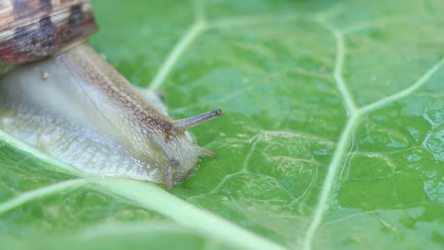 大蜗牛在叶子上爬行视频素材